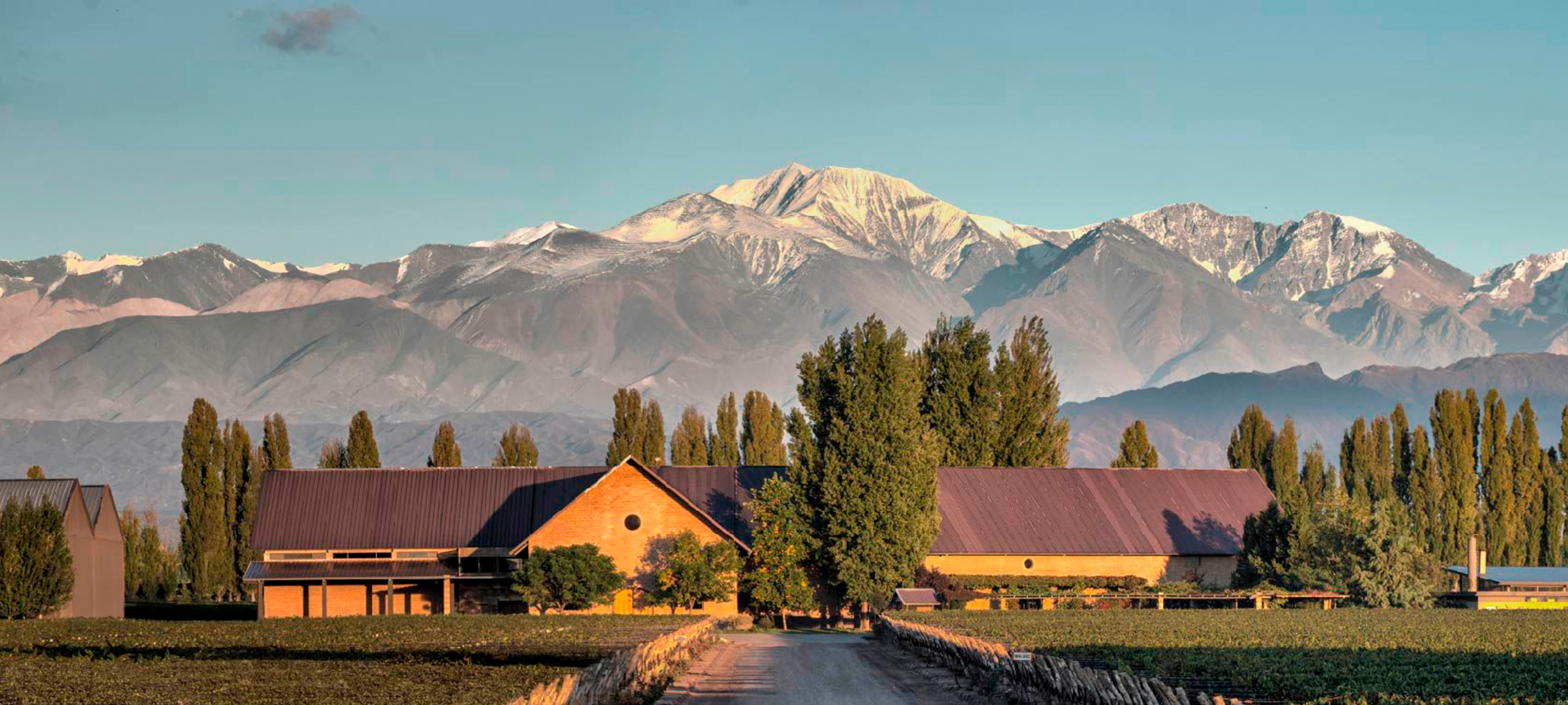 Viñedos de Mendoza